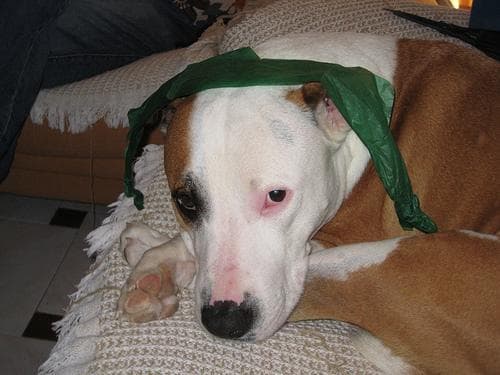 American Terrier