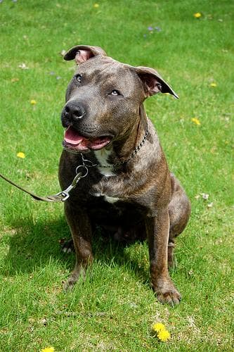 American Terrier