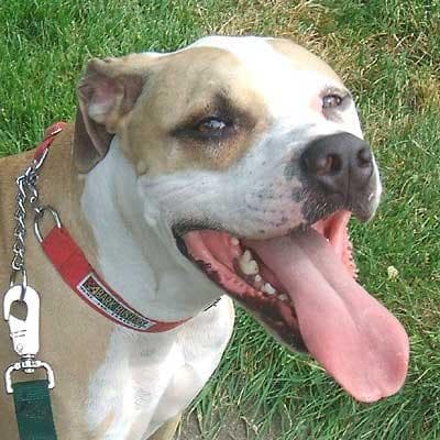 American Terrier