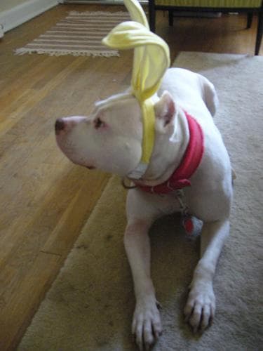 terrier