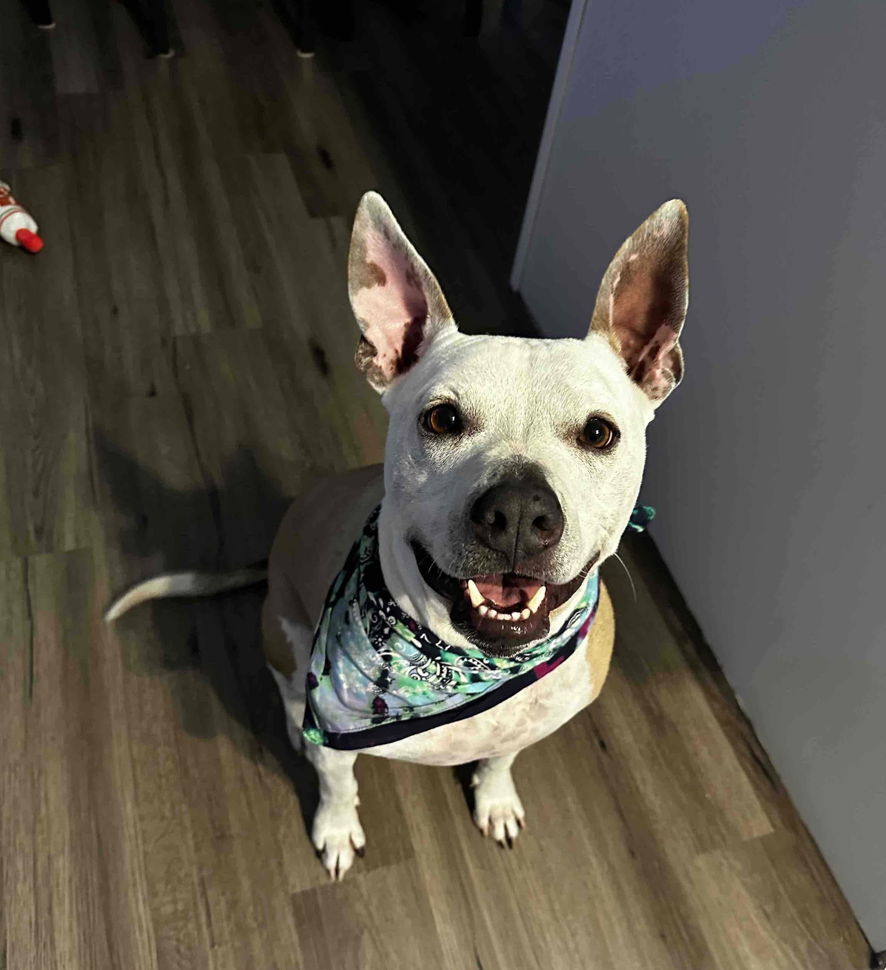 American Terrier