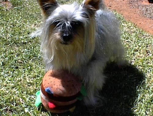 Australian Terrier