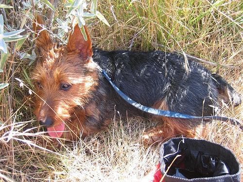 Australian Terrier