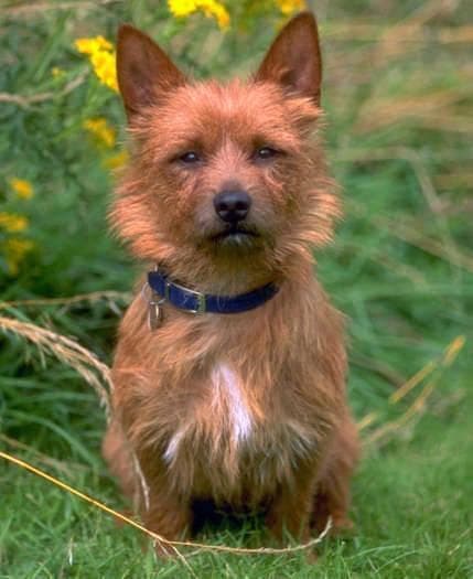 Australian Terrier