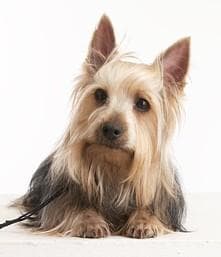 terrier