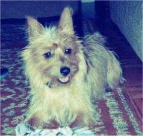 Australian Terrier