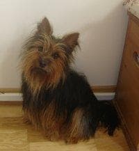 Australian Terrier