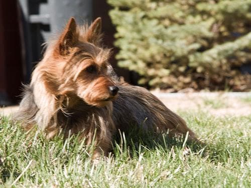 Australian Terrier