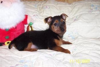 Australian Terrier