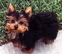 Australian Terrier
