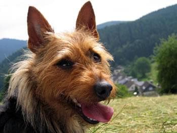 Australian Terrier