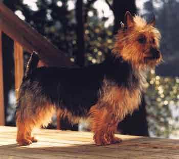 Australian Terrier
