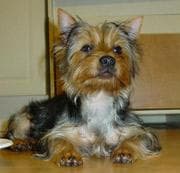 Australian Terrier