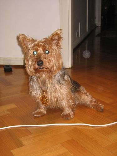 Australian Terrier