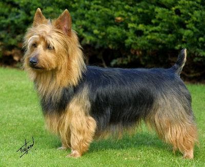 Australian Terrier