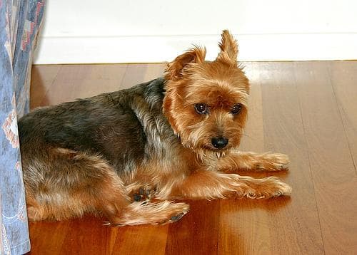 Australian Terrier
