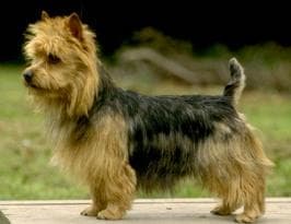 Australian Terrier