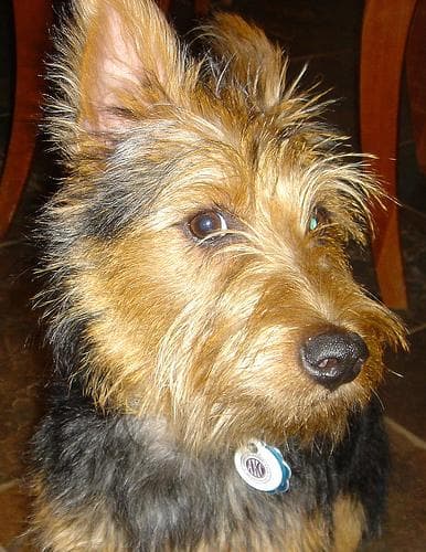 Australian Terrier