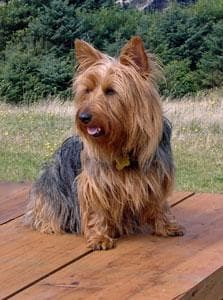 Australian Terrier