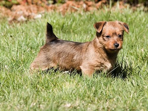 Australian Terrier