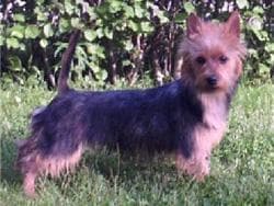 Australian Terrier