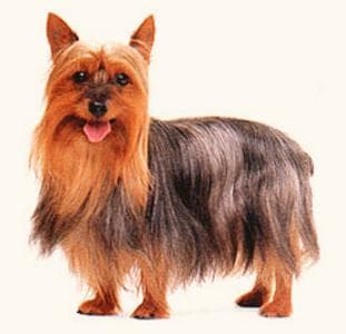 Australian Terrier