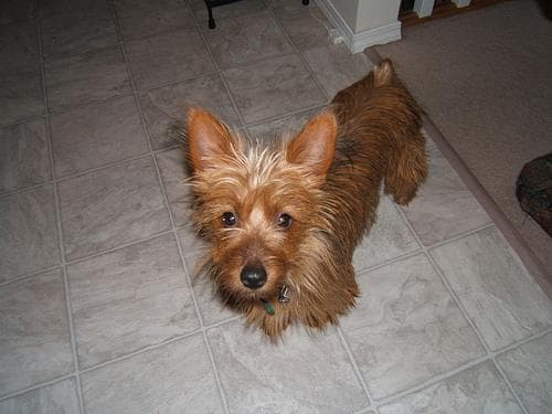 Australian Terrier