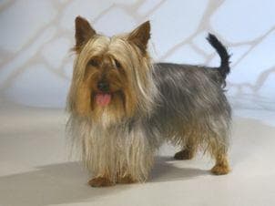 Australian Terrier