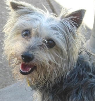 Australian Terrier