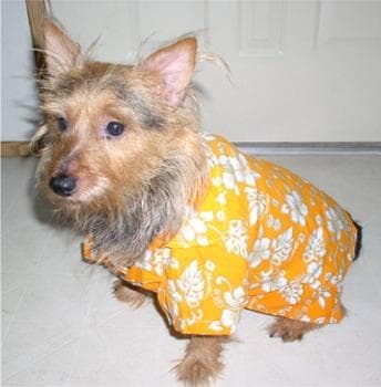 Australian Terrier
