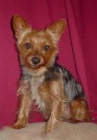 Australian Terrier