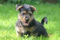 Australian Terrier