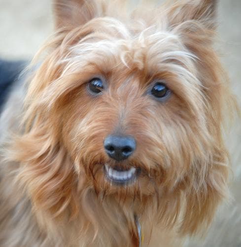 Australian Terrier