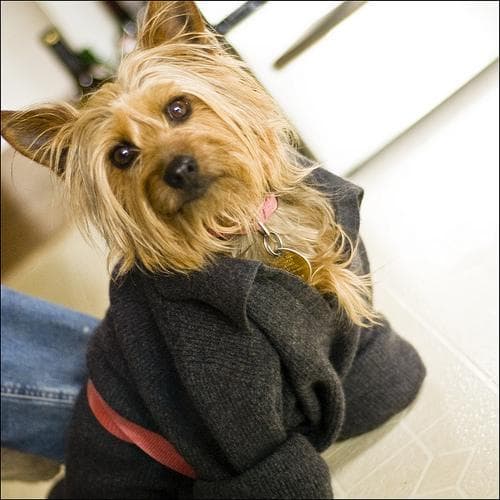 terrier