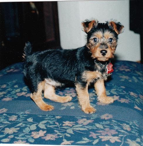 Australian Terrier