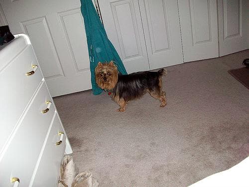 terrier