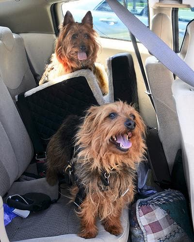 Australian Terrier