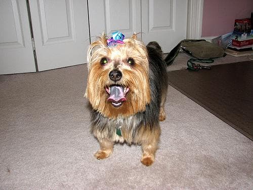terrier