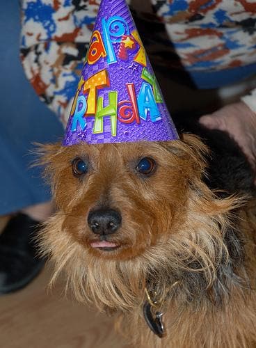 Australian Terrier