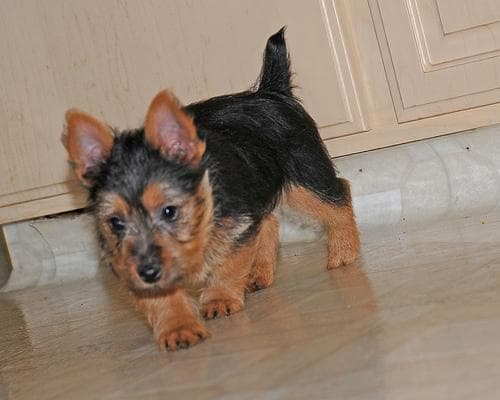 Australian Terrier