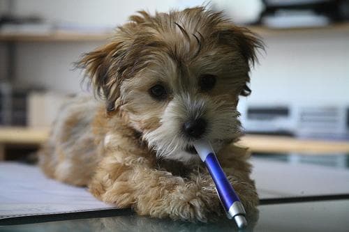 Australian Terrier