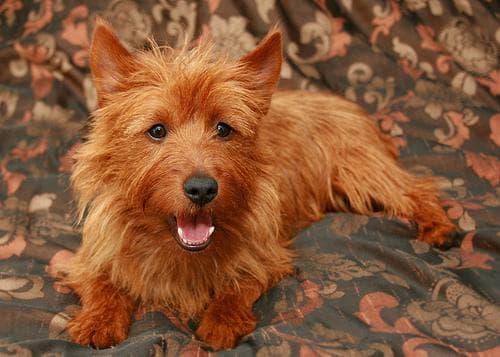Australian Terrier