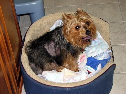 Australian Terrier