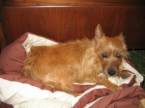 Australian Terrier