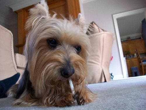 Australian Terrier