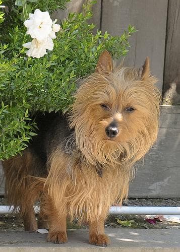 Australian Terrier