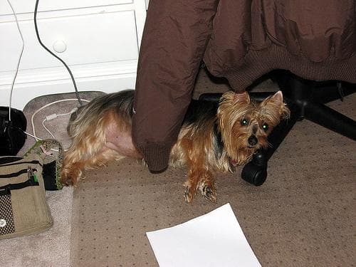 Australian Terrier