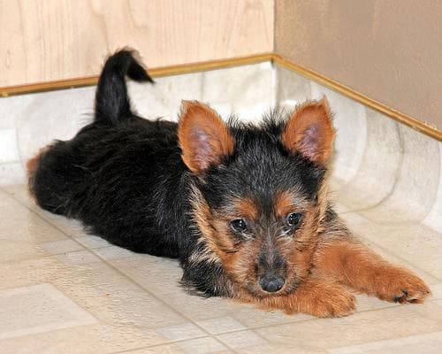 Australian Terrier