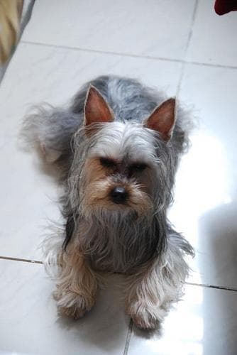Australian Terrier