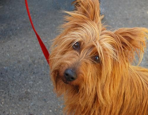 Australian Terrier